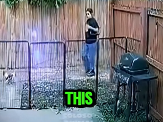 D1912005 Pitbull se lanza contra un chihuahua pasa lo peor (Parte 2)