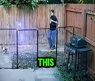 D1912005 Pitbull se lanza contra un chihuahua pasa lo peor (Parte 2)