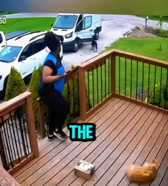 D1912003 Repartidora vive tenso momento con un husky vigilante (Parte 2)