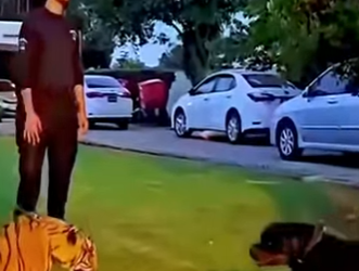 D1912002 Tigre rottweiler frente frente en un tenso encuentro (Parte 2)