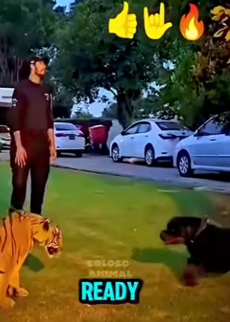 D1912002 Tigre rottweiler frente frente en un tenso encuentro (Parte 2)