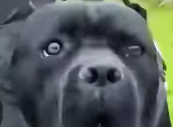 D1912013 Madre Gata Humilla Perro Que Amenazó Su Cría (Parte 2)