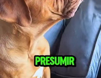 D1912017 Mastín Napolitano Vs Dogo De Burdeos Guerra De Gigantes (Parte 2)