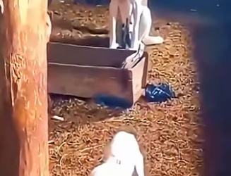 D1912010 Cordero cachorro desatan un tenso momento (Parte 2)