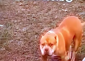 D1912009 Un perro impone respeto se queda con todo (Parte 2)