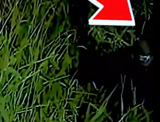 D1912016 El inesperado choque entre un pitbull un callejero (Parte 2)