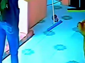 D1912014 Hombre paralizado al enfrentarse un perro imponente (Parte 2)