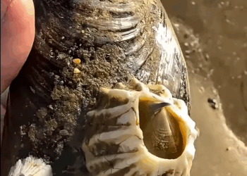 G0102004 PERCEBES viviendo en una OSTRA (Parte 2)