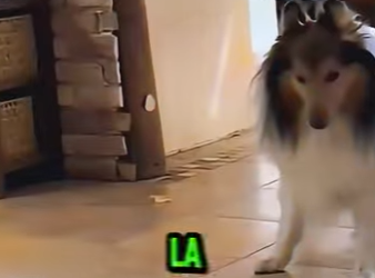 D1912012 Madre Gata Humilla Perro Que Amenazó Su Cría (Parte 2)