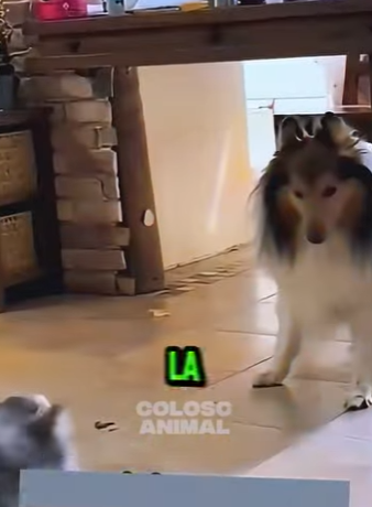 D1912012 Madre Gata Humilla Perro Que Amenazó Su Cría (Parte 2)