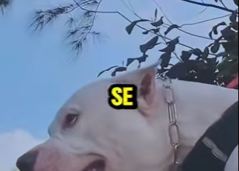 D1912011 Fila Brasileño Vs Dogo Argentino Choque De Titanes (Parte 2)