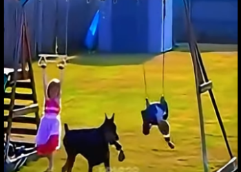 D1912008 Doberman cambia en segundos muestra su verdadera misión (Parte 2)