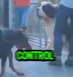 D1912018 Doberman vs San Bernardo Choque De Titanes (Parte 2)