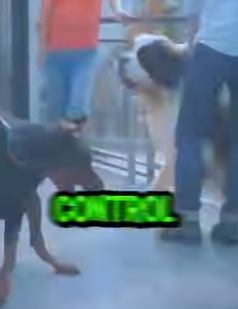 D1912018 Doberman vs San Bernardo Choque De Titanes (Parte 2)