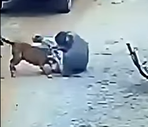 D1912007 Pitbull fuera de control la inesperada solución de su dueño (Parte 2)