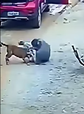 D1912007 Pitbull fuera de control la inesperada solución de su dueño (Parte 2)