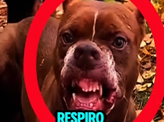 PITBULL EXPLOTA CONTRA DOBERMAN EN PLENA CALLE (Part 2)