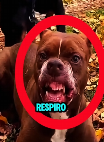 PITBULL EXPLOTA CONTRA DOBERMAN EN PLENA CALLE (Part 2)