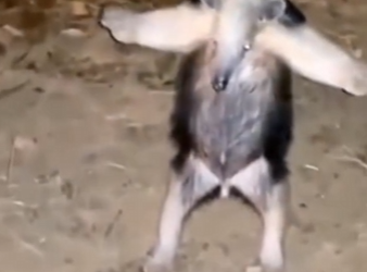 A2012003 Rescate de osos hormigueros (Parte 2)