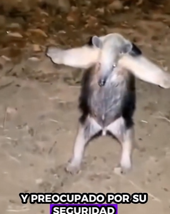 A2012003 Rescate de osos hormigueros (Parte 2)