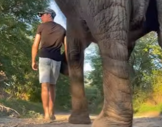 A2012014 Alguna vez has visto un elefante dotado (Parte 2)