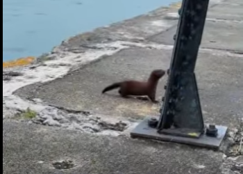 A2012011 Un hombre estaba pescando cuando (Parte 2)