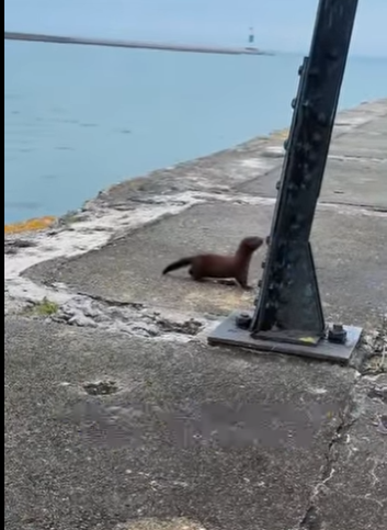 A2012011 Un hombre estaba pescando cuando (Parte 2)