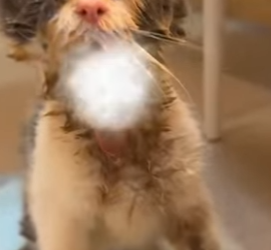 A2012005 is cat without chin (Parte 2)