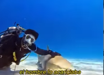 A2012013 Los tiburones son buenos amigos de los seres humanos (Parte 2)