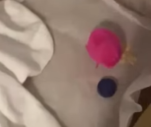 A2012006 Rescatar los polluelos (Parte 2)