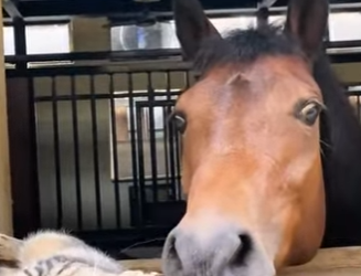 A2012009 Resulta que los caballos también les gustan los gatitos (Parte 2)