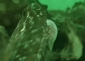 G0102002 Así se Pegan los Peces (Parte 2)