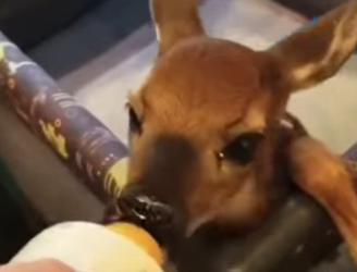 A2012008 Rescata al ciervo (Parte 2)