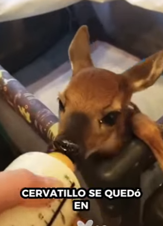 A2012008 Rescata al ciervo (Parte 2)