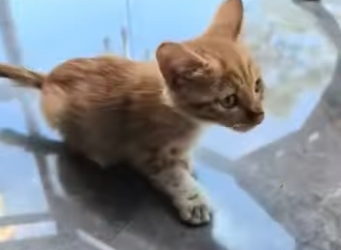 A2012001 Gatito rescatado (Parte 2)