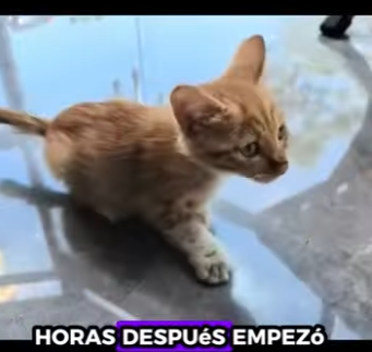 A2012001 Gatito rescatado (Parte 2)