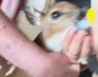 A2012007 Rescata al ciervo (Parte 2)