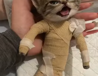 A2012004 There was shivering cat (Parte 2)