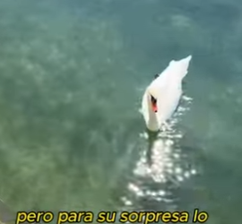 A2012012 Son buenos amigos (Parte 2)