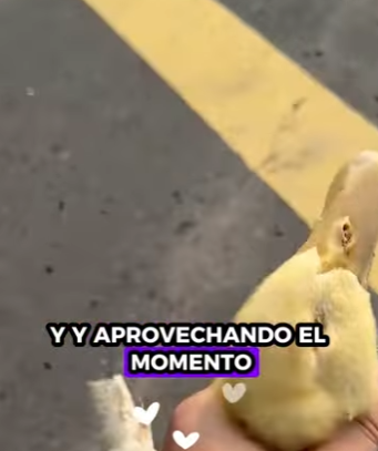 R2012008 Patos de rescate (Parte 2)