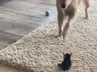 R2012009 Rescata al gatito (Parte 2)