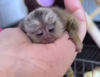 R2012001 TiR2012001 Titíes de rescate íes de rescate (Parte 2)