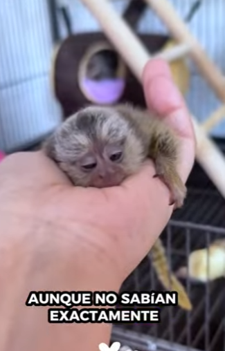 R2012001 TiR2012001 Titíes de rescate íes de rescate (Parte 2)