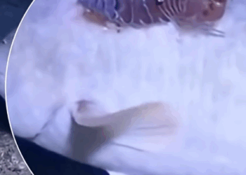 G0102005 Este Parásito vive sobre los Peces (Parte 2)