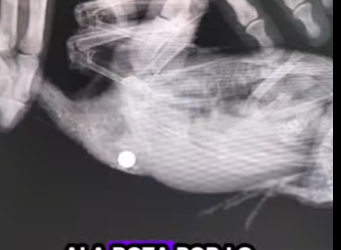 R2012004 Palomas de rescate (Parte 2)