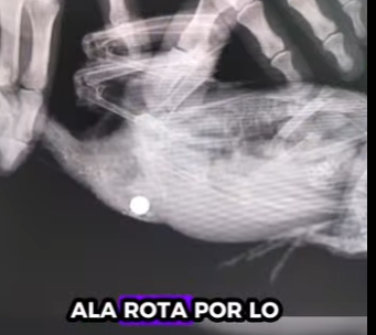 R2012004 Palomas de rescate (Parte 2)