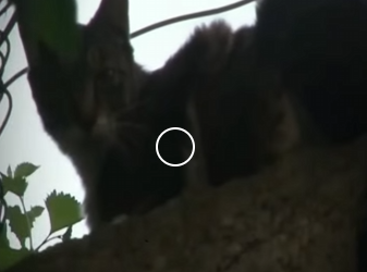 V2012004 el gatito fue rescatado de una alcantarillado se vale llorar (Parte 2)