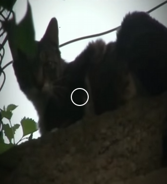 V2012004 el gatito fue rescatado de una alcantarillado se vale llorar (Parte 2)