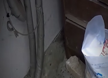 V2012007 este gatito hace mucho esfuerzo para estar con mama (Parte 2)