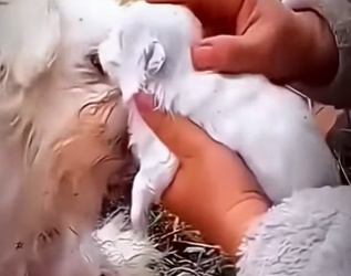 V2012005 lo seinto no queria hacerte llorar con esta historia (Parte 2)